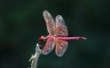 J01_3692 Trithemis annulata